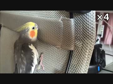 よじのぼるオカメインコ