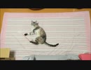 ベンガル猫が猫じゃらしでじゃれるだけ