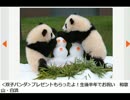 お祝い＜双子パンダ＞氷のケーキの上で遊ぶ桜浜（左）と桃浜.wmv