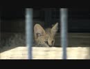 サーバルの４つ子、見てきた。