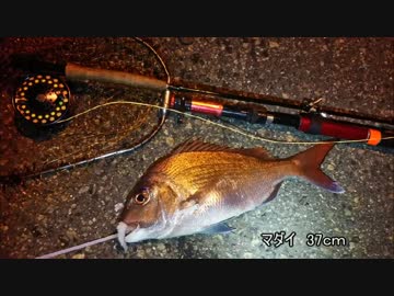 続　マダイのボイルを追いかけて　ソルトウォーターフライフィッシング