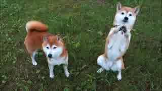 柴犬ひかいち　野鳥の森のお散歩