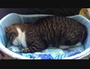 うちの猫の寝姿を撮影してみた（６月３日）