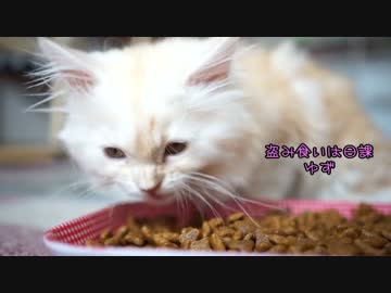 【#419】 カリカリとか遊んだり　【猫万歳】