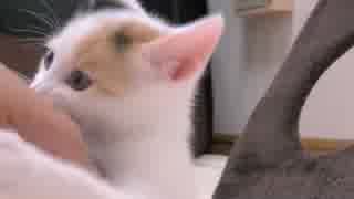 くるねこ大和　胡桃ちゃん769g  20150603