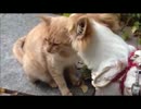 毛深い耳ペロリスト達