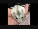 【動物】うちのハムスターがおバカな件【ハプニング】