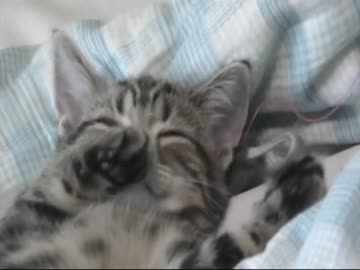 うちの猫の仔猫の頃の動画が出てきたでやんす