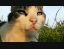 ドアップパンダ猫