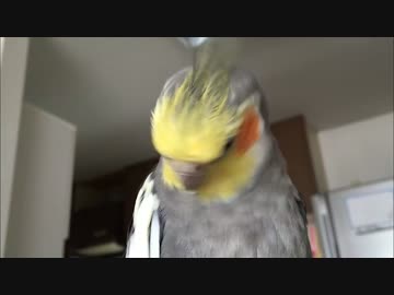 調子がいい時の鳴き方が汚いオカメインコ