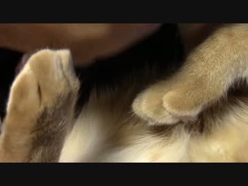 拾いねこ＠生後1065/1032日目　抱っこいつも嫌というわけではないですよ！