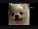 うんこちゃん『暇』2/13
