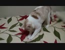 【How To 動画】 マットレスカバーに簡単に穴をあける方法　スコ猫きなこ