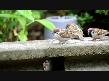 ヒナにお米を食べさせるスズメ.