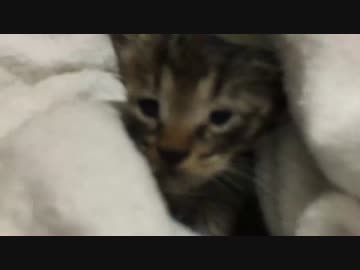 【猫ドキュメント】猫時空にうずくまっていた子猫を保護してみた