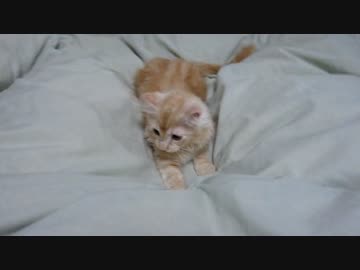 【#420】 幼少時のサニー/ゆず　【猫万歳】