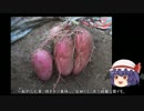 ゆっくり農民07サツマイモを育ててみませんか？