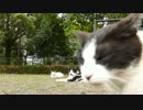 猫たちのひととき