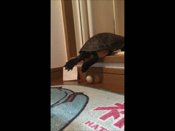ペットの亀がまた風呂場で産卵してた