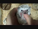 【動画/ハリネズミ】まめこ　ベビー。