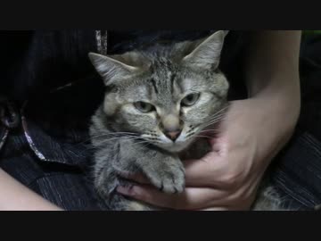 拾いねこ＠生後1066/1033日目　爪きりたーいむ