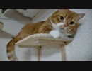【マンチカンズ】猫一家のキャットウォーク争奪戦