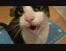 2秒でにゃんこ♪　2015ねん6がつ1にち