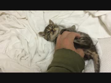 2匹目の保護子猫、宇宙猫と対面を果たす