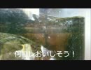 きたれ！亀ブーム Vol.11(暑さ対策)