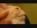 猫まるカフェEastのガム男君