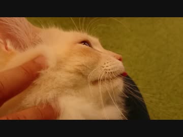 猫まるカフェEastのガム男君