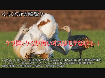 ゆっくり動物雑学「求愛のために…」