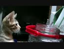 【ティガーとロビンの生活記】　猫と初めての梅酒作り！