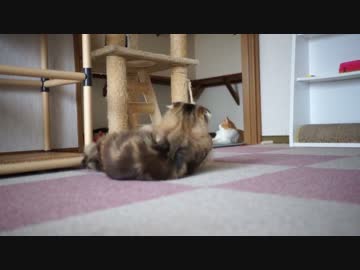 【#421】 怖いもの知らず　【猫万歳】