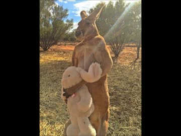 オーストラリアで人気のムキムキのカンガルー