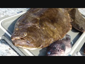 海上決戦☆泳がせて釣れ！モンスター ヒラメ！