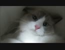 モコモコ動画part11