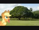 This tree what tree?