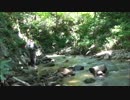 週末は渓に行こう 2015 5 24 ぬし釣り師と釣りの旅