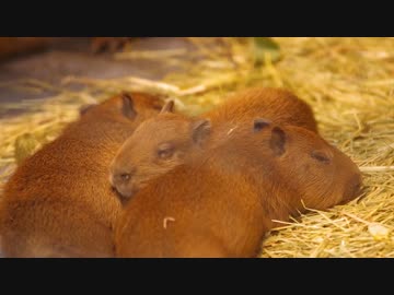 あらかわ遊園にカピバラの赤ちゃん登場