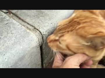 クロワッサンしっぽの汚れを洗浄してみフギャアアアアアア