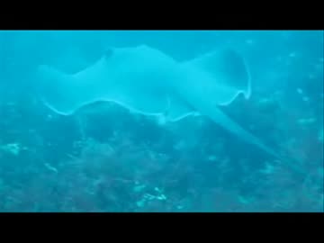 大島ダイビング　秋の浜