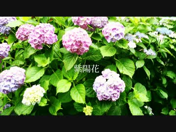 紫陽花　feat.グル美