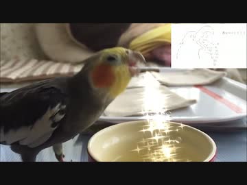 スローで見るオカメインコ ～食う飲む編～