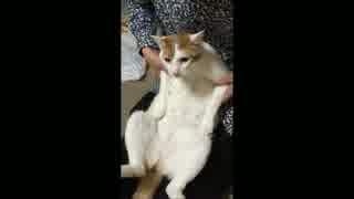 【元は捨て猫】うちの猫のコマネチ【今は家猫】