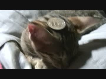 【ティガーとロビンの生活記】　ティガー、ニコ生で晒し者にされる