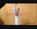【フェレット】はづき、宝物奪還チャレンジ！