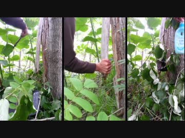 スーパーツリーランド2　6本の木