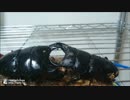 オオクワガタvsダイオウヒラタクワガタ