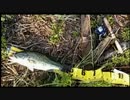 今宵も独り言オジさんが、ボヤきながら釣り歩くｗ　Ｎｏ.２